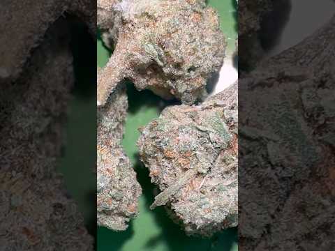 Street Farmacy Review