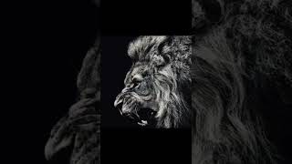 the lion 🍇 everyone who speaks 💀 #lion #memes #lions