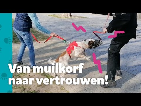Weg met die muilkorf! Kaya krijgt weer vertrouwen!  - Help! Mijn Baasje Heeft Hulp Nodig