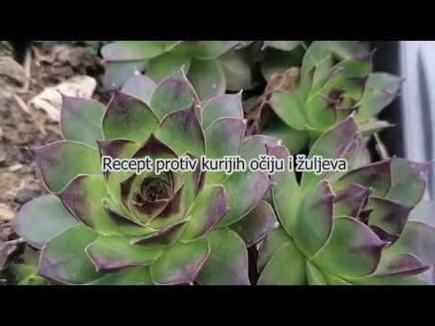 ČUVARKUĆA recept protiv kurijih očiju i žuljeva