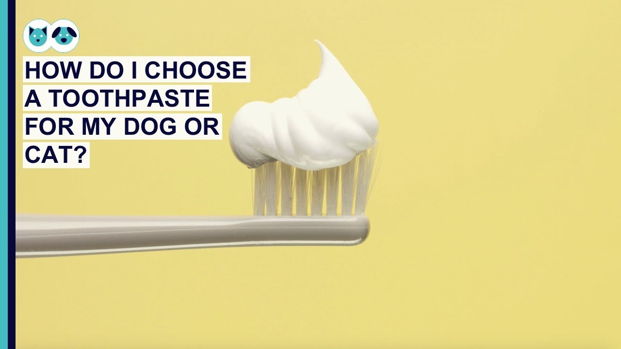 What Is the Best Toothpaste for Dogs and Cats? Healthcare for Pets