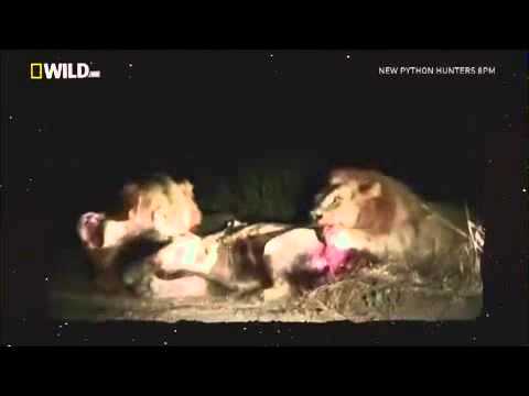 The Majingilane vs Kinky Tail and Mr.T - 08 June 2010