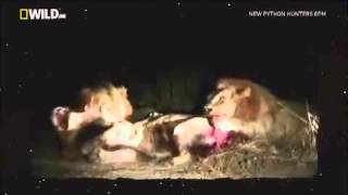 The Majingilane vs Kinky Tail and Mr.T - 08 June 2010