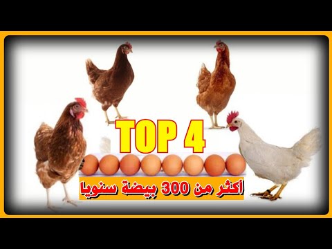 , title : 'أفضل أربعة أنواع من الدجاج في إنتاج البيض🐔 الأفضل عالميا💯 دليلك الشامل في مشروع تربية الدجاج البياض🥚'