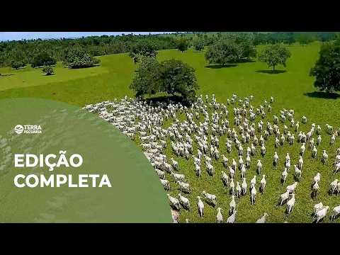 TERRA PECUÁRIA - Edição Completa 08/02