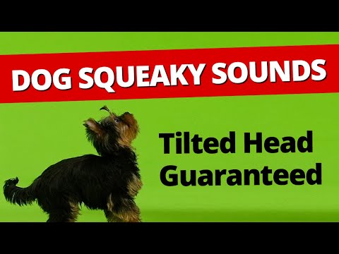 Squeaky toy dog toy - Squeaky toy sounds 1 hour - Dog Running videos –Tilted Head