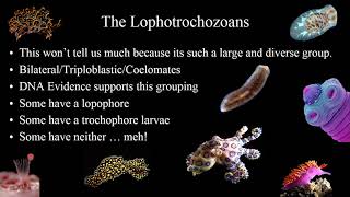 2 1 Lophotrochozoans Introduction