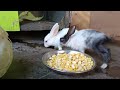 Rabbit baby one month completed (one month baby) Feeding food