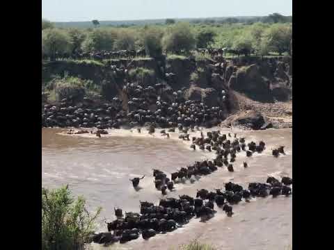 Wilderbest migration- Tanzania safari-Golden Bamboo Tours