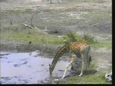 Giraffes Back For A Drink