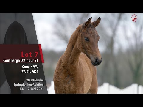 Springfohlen-Auktion 13. - 17.Mai Lot 7 Contharga D'Amour ST Stute v. Conthargos - Cornet Obolensky