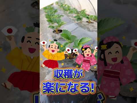 なぜいつ移植するのか イチゴ移植システム 収穫を最適化する