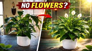 How to Make a Peace Lily Bloom Again (3 Simple Steps)