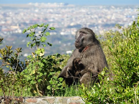 Stop Killing Baboons!