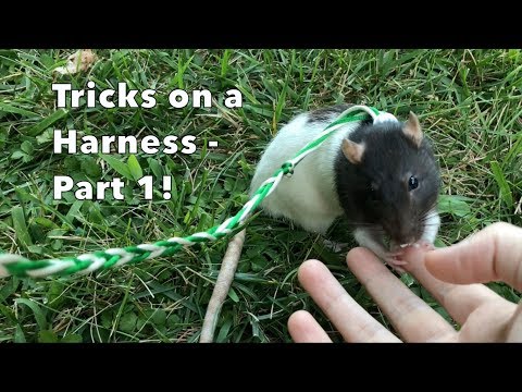 Rat Tricks On A Harness - Part 1