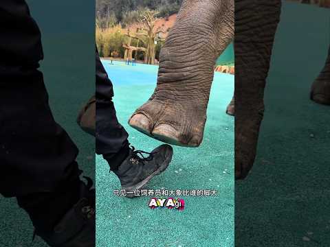 🐘🎃 Fil Babama Saldıracak Sandım! Şok Son 😱😂 #shorts