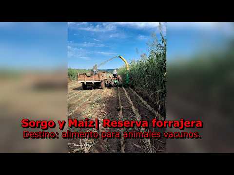 Sorgo y maíz | Reserva forrajera - Destino: alimento para animales vacunos.