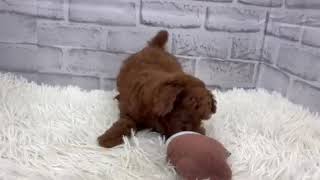 トイプードルの動画01