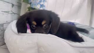 ハーフ犬の動画01