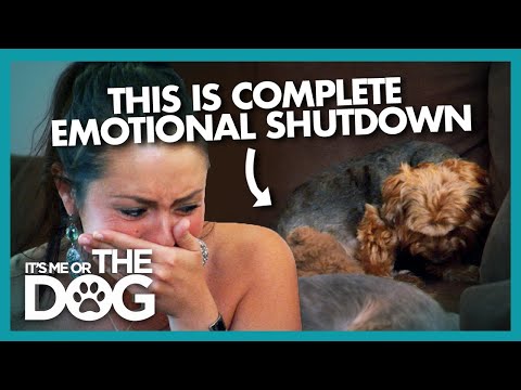 Dog in Distress Shuts Down Emotionally | It's Me or the Dog