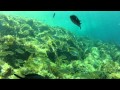 Anchor Reef, Marsalforn, Gozo, Malta