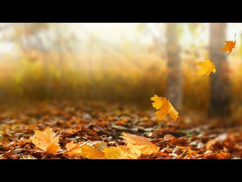 Mindful Loving Witness Meditation — Jack Kornfield