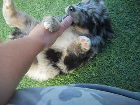 Lewis at 7 weeks of age