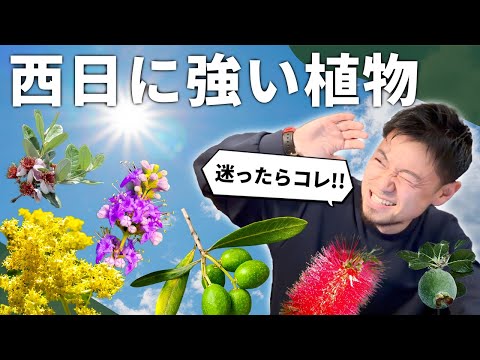 これらの 12 種類の風に強い植物は、風の強い庭で育てるのに最適です  庭園
