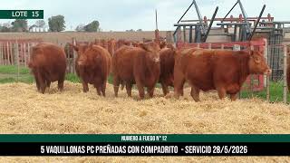5 Vaquillonas PC Preñadas - Los Choles - Plaza Ganadera