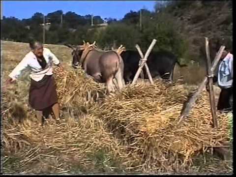 Metodi per aumentare la potenza Tutta la verità circa le gocce toro