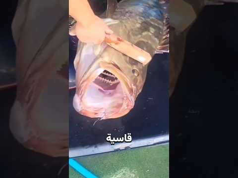 لماذا يثقب اليابانيون دماغ السمكة فور صيدها؟