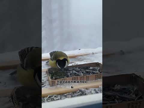 А вы кормите синичек? #yakutia #winter