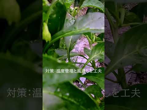 なぜピーマンの苗が育たないのでしょうか？原因と解決策、メンテナンスのヒント  庭園