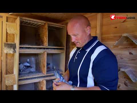 Piotr Jabłoński - Lot gołębi młodych, w gołębniku - PZHGP Toruń