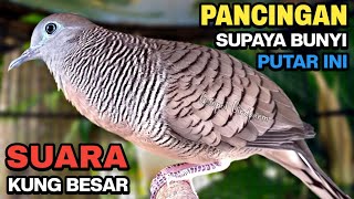 Download lagu Perkutut Lokal GACOR Suara Kung Besar Pancingan Burung Perkutut Agar Bunyi. mp3 Download lagu Perkutut Lokal GACOR Suara Kung Besar Pancingan Burung Perkutut Agar Bunyi. mp3