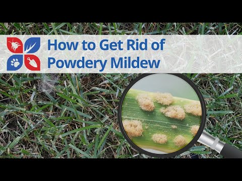  Powdery Mildew Lawn Disease Treatment Video 