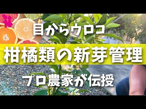 レモンの木を再起動する 昆虫を駆除する 手動でコロニーを破壊する