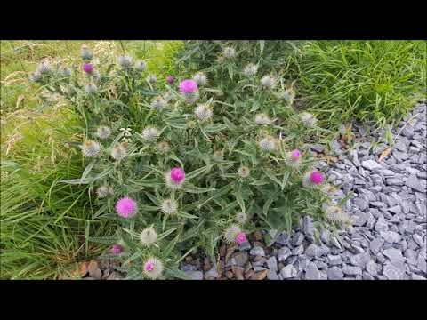 Heart Touching Naat - Gamzado k liye Rehmat e Mustafa by Shehryar Khan