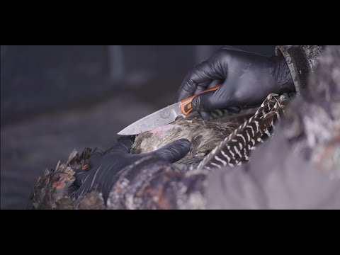 Technique d'éviscération d'un dindon sauvage