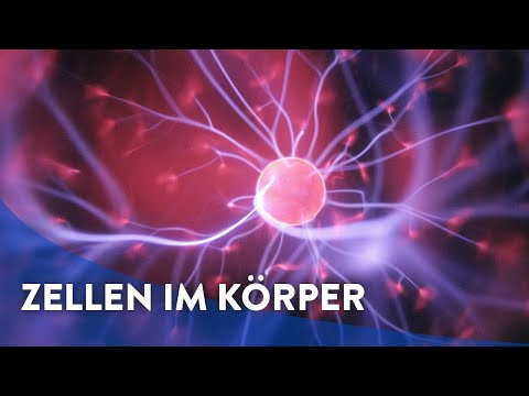 Vom Gen, zur Zelle, zum Organismus... in die virtuelle Realität!