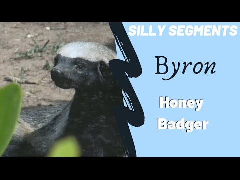 Byron and the Honey Badger