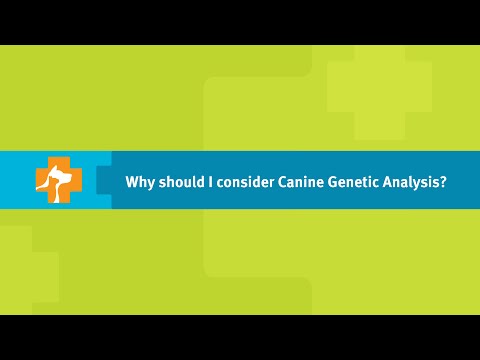 Why Should I Consider a Dog DNA Test? - Banfield Pet Hospital Ask a Vet