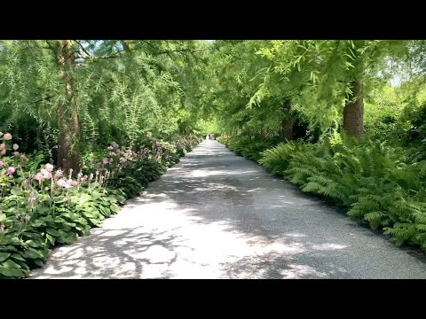 Enea Tree museum, Rapperwsil Zurich