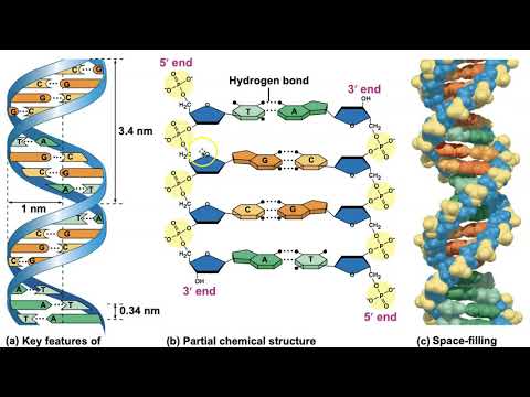 Biology Chapter 16 - The Molecular Basis of Inheritance