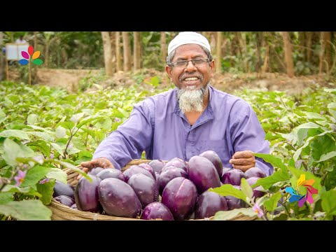 Bangladeshi Bt brinjal (eggplant) farmer Md. Shahjahan Ali sharing his farming experience.