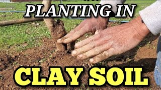 Planting BARE ROOT TREES in CLAY: A 5-minute TUTORIAL.