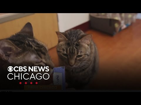 PAWS Chicago Pets of the Week: Ernesto and Rodrigo - YouTube