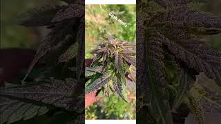 2023 Gush Mints Outdoor Weed Grow 3 of 3