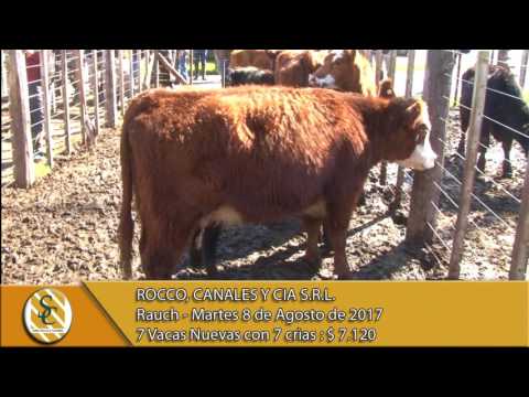 08-08-17 Venta de Vientre - Rocco, Canales y Cía. S.R.L. - Rauch