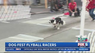 DogFest Flyball Racers